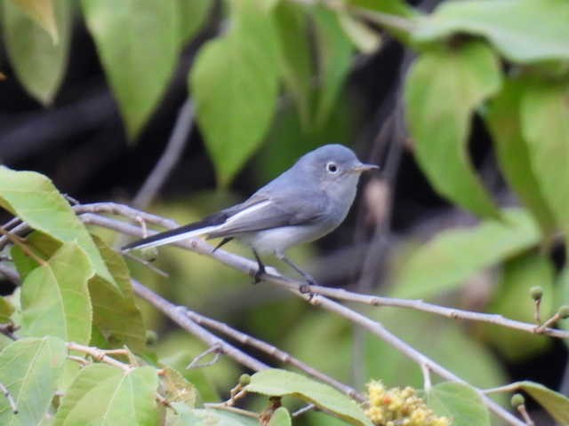 Комароловка сиза - ML645426883