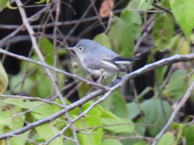 Комароловка сиза - ML645426884