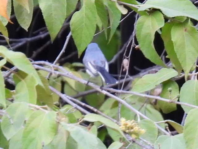 Комароловка сиза - ML645426885