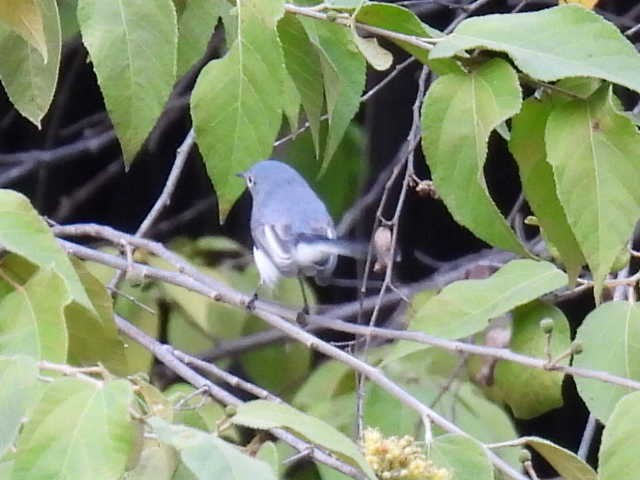 Комароловка сиза - ML645426886