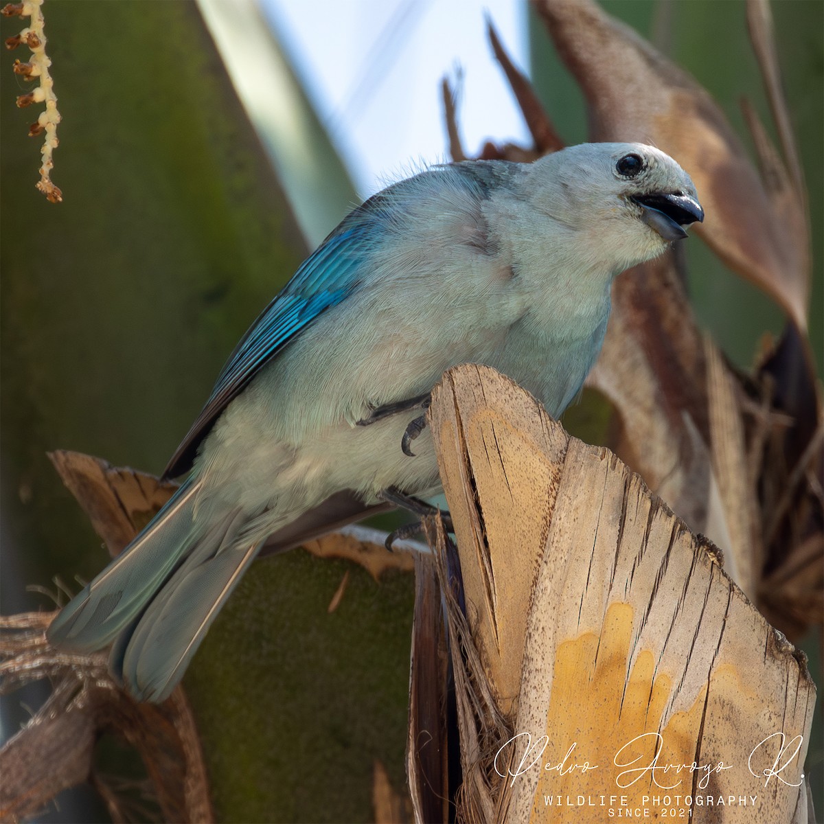 Саяка блакитна - ML645426887