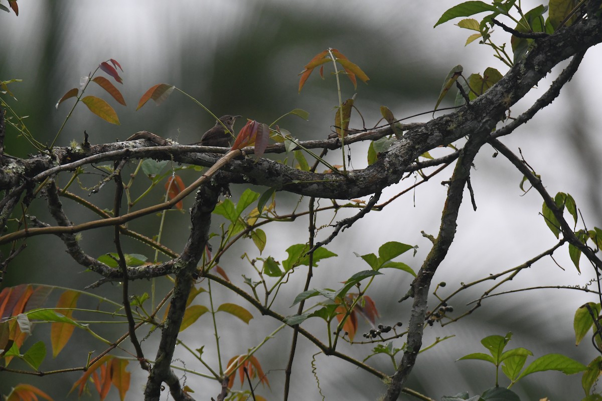 Southern House Wren - ML645426889