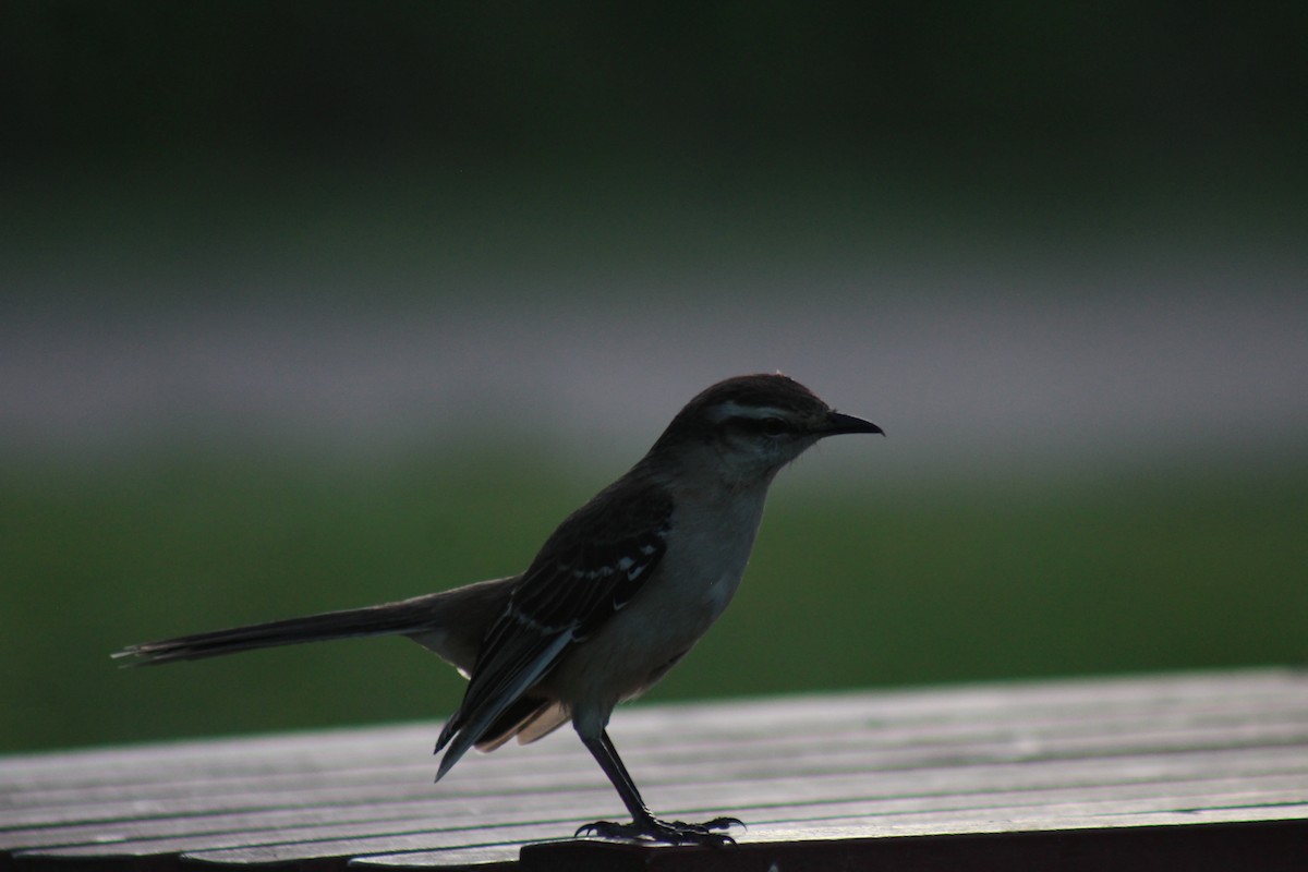 Пересмішник білобровий - ML645426890