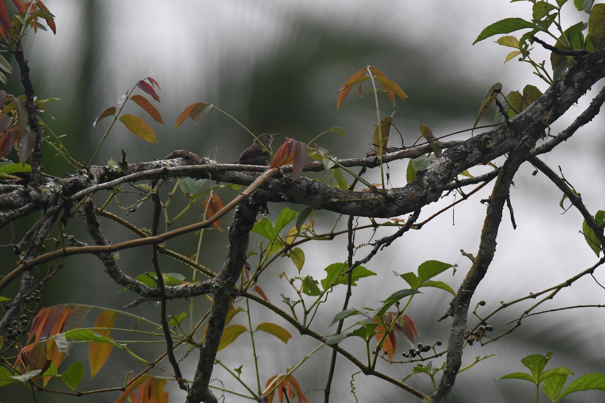 Southern House Wren - ML645426891