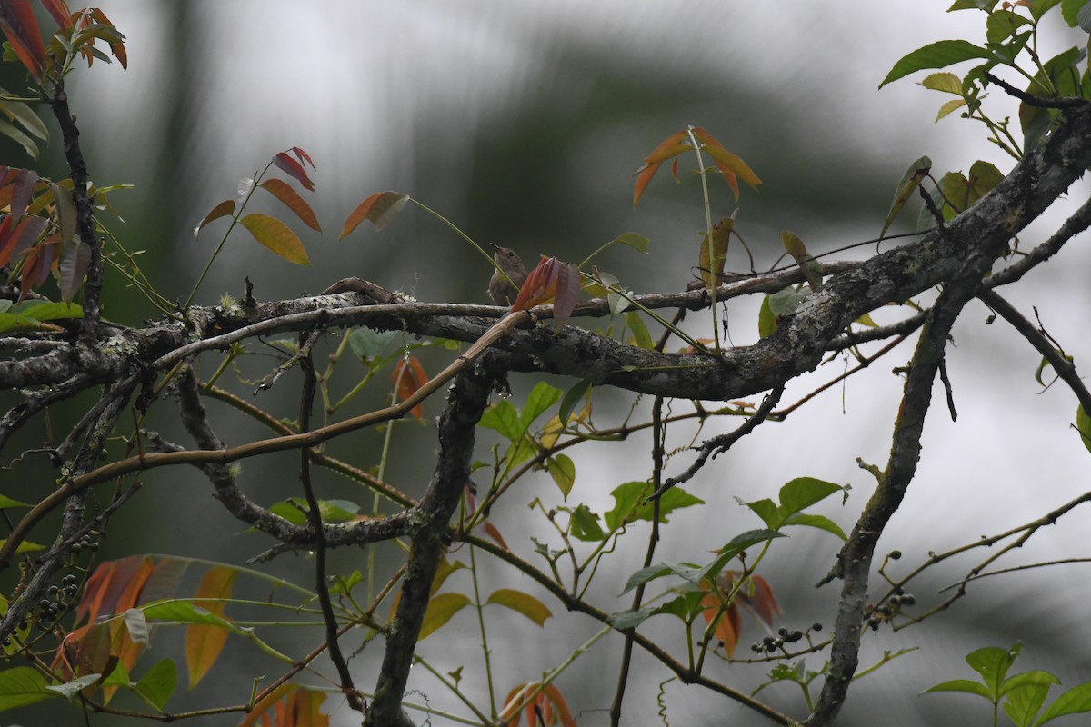 Southern House Wren - ML645426892