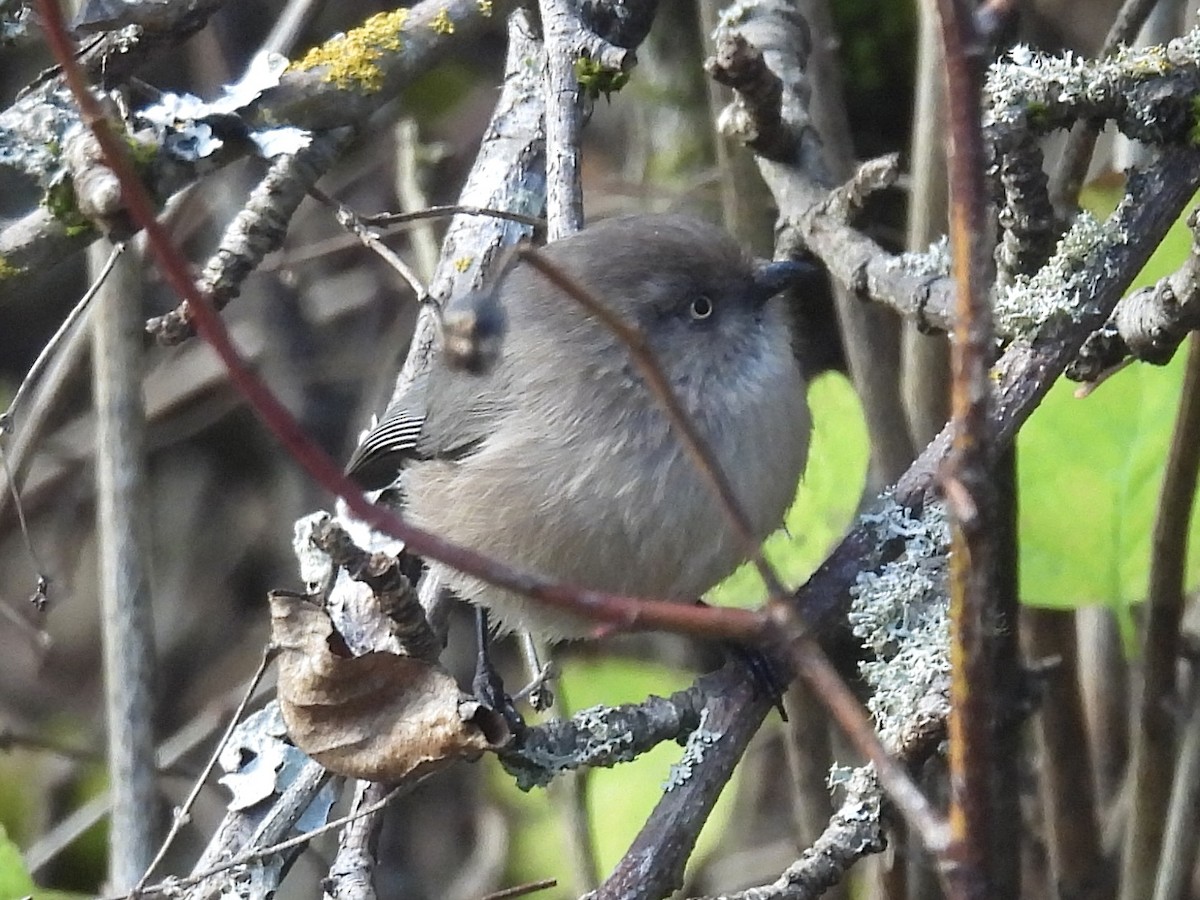 Ополовник американський - ML645426893