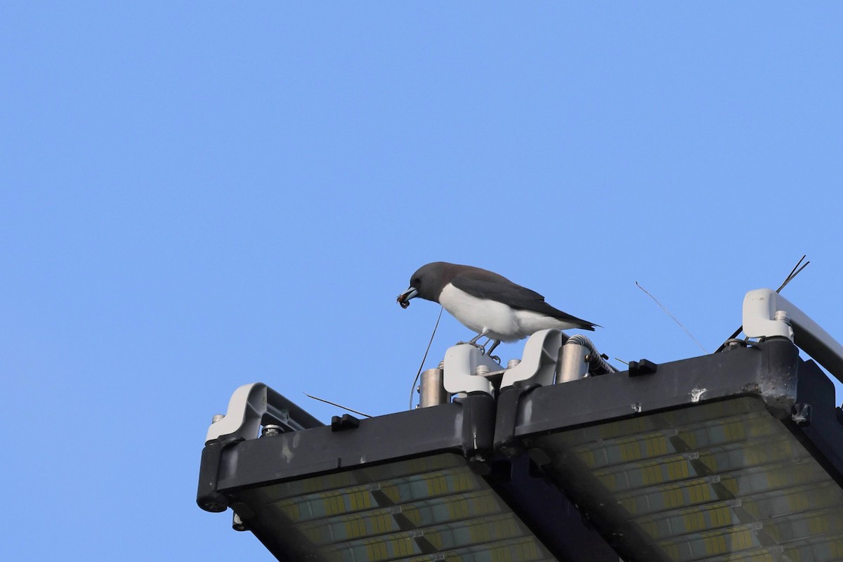 Ланграйн білогрудий - ML645426896