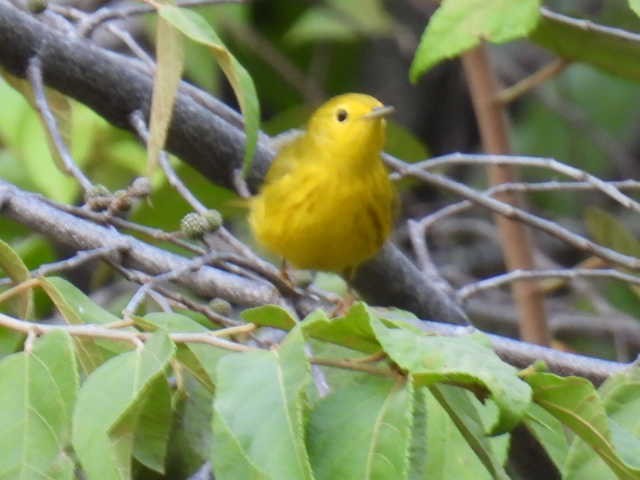 Пісняр-лісовик жовтий північний - ML645426897