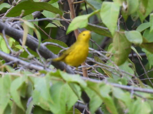 Пісняр-лісовик жовтий північний - ML645426898