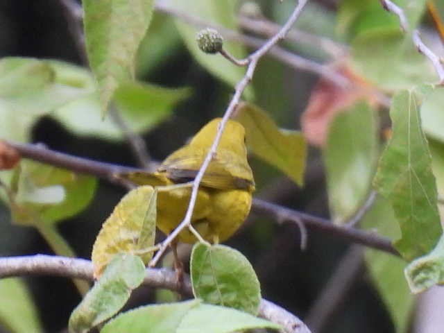 Пісняр-лісовик жовтий північний - ML645426899