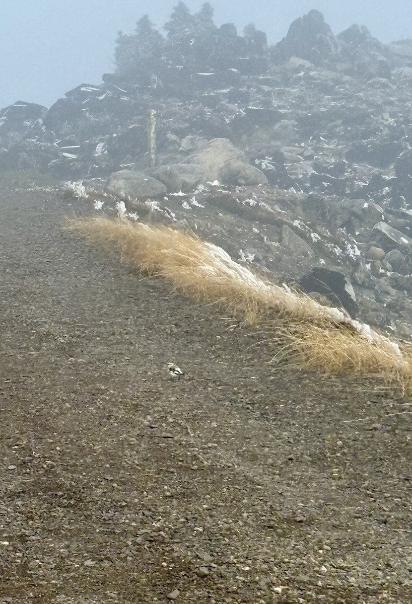 Snow Bunting - ML645426900