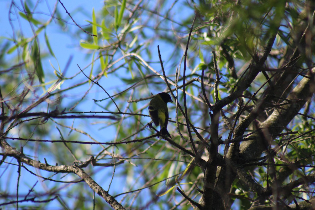 Чиж чорноголовий - ML645426901