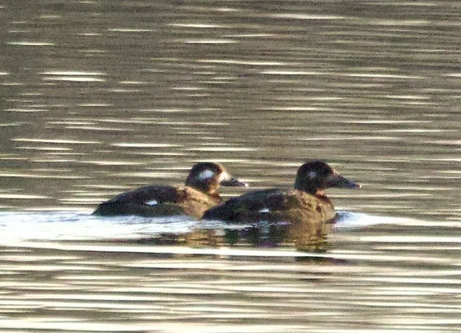White-winged Scoter - ML645426924