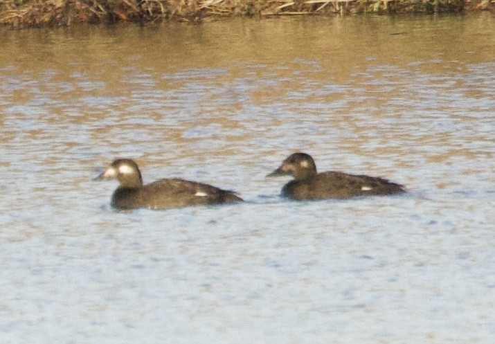 White-winged Scoter - ML645426925