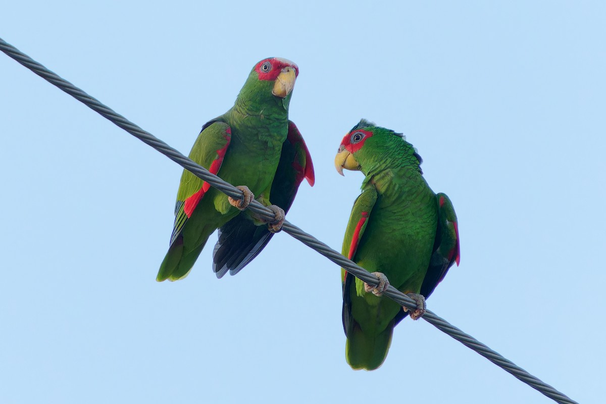 amazoňan běločelý - ML645426926