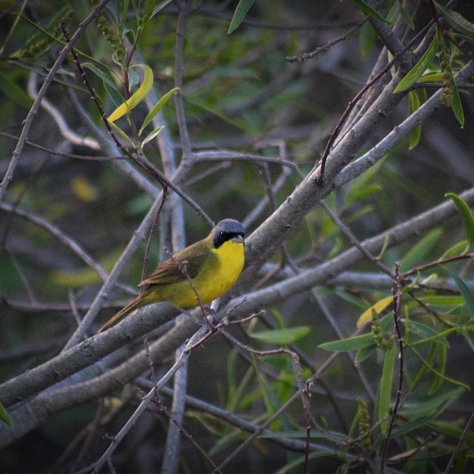 Paruline voilée - ML645426929