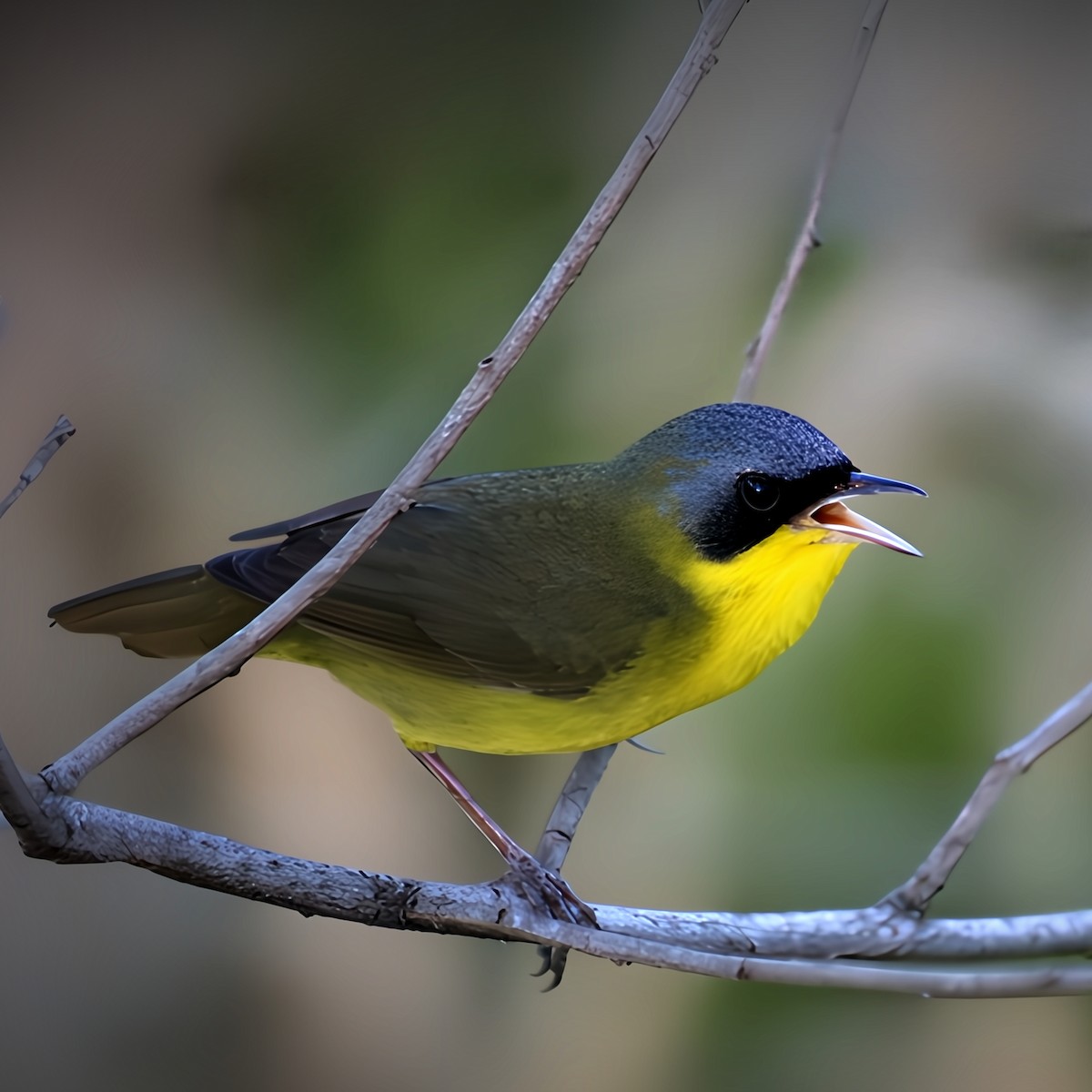 Paruline voilée - ML645426930