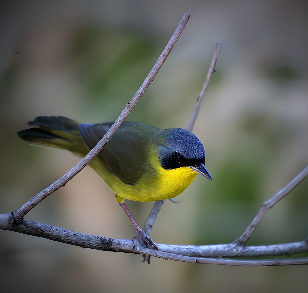 Paruline voilée - ML645426931