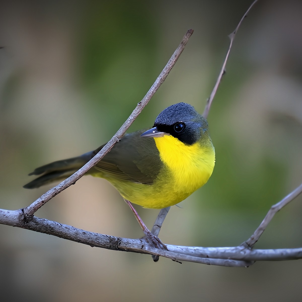 Paruline voilée - ML645426932