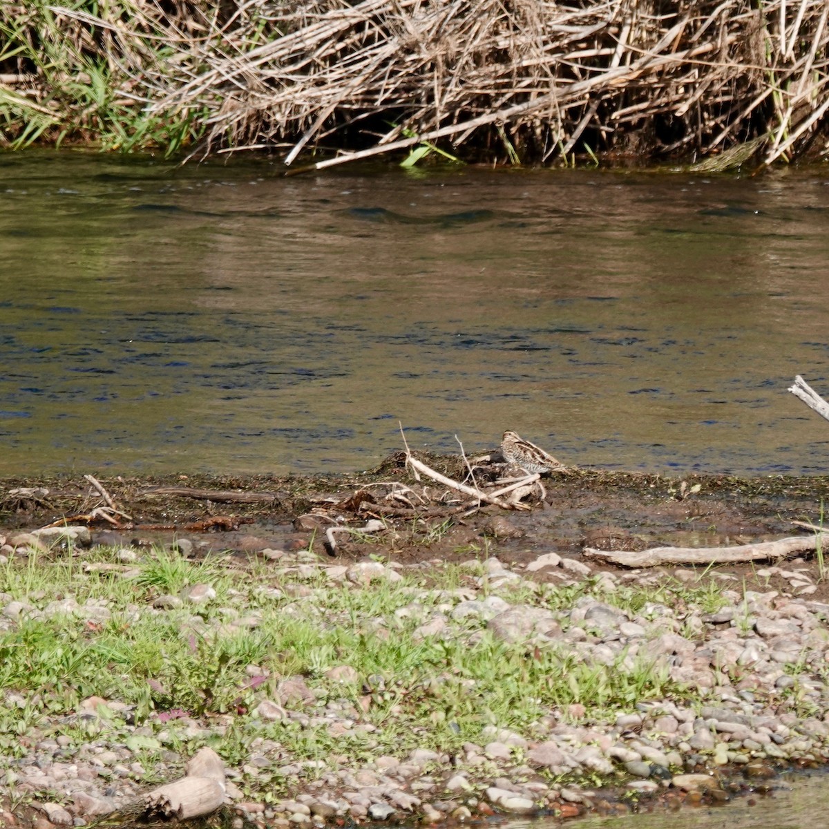 Wilson's Snipe - ML645426935