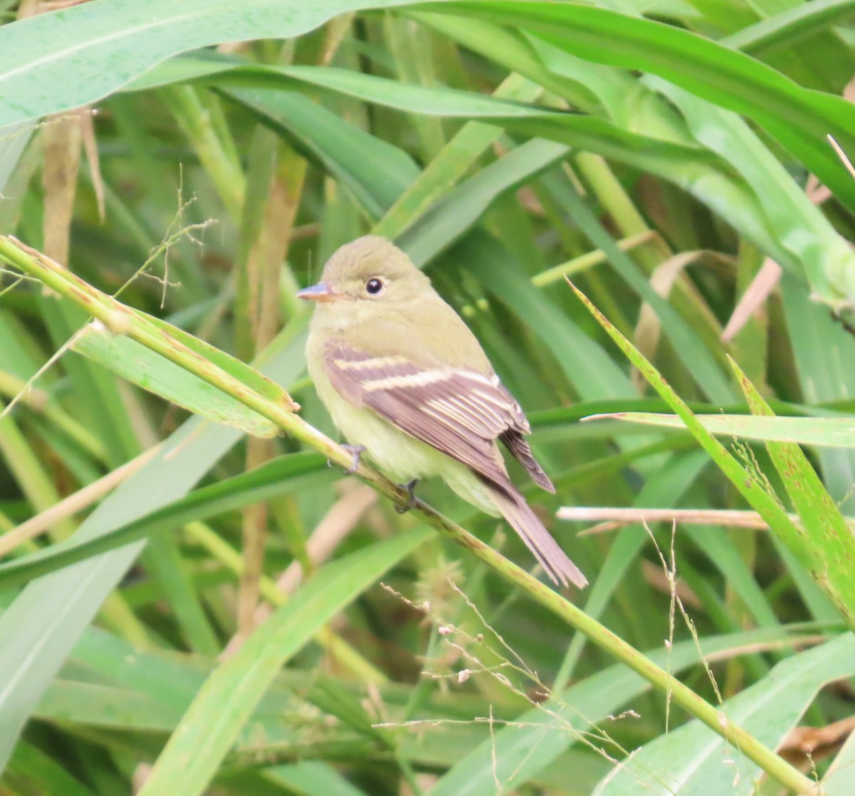 Mosquero Verdoso - ML645426940