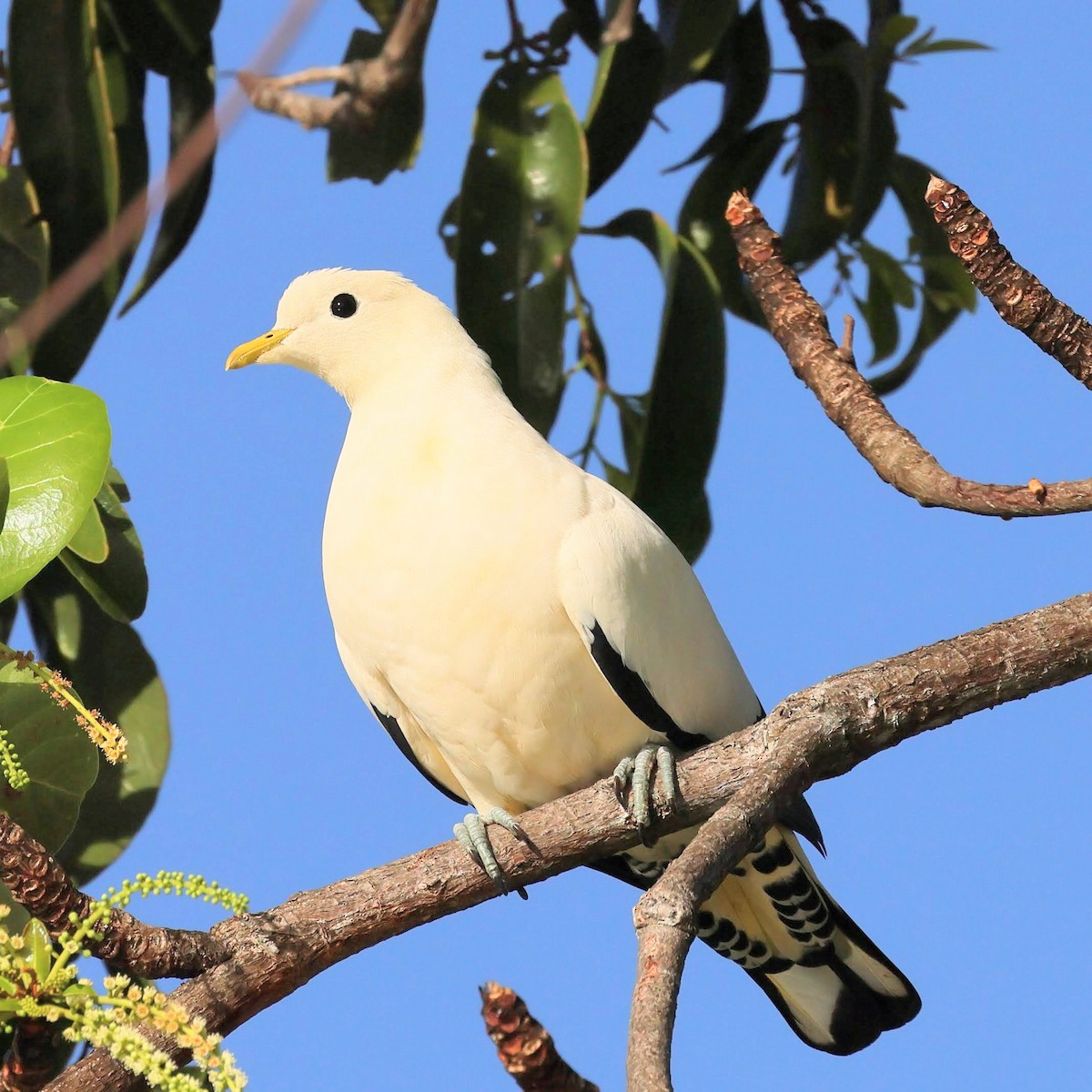 Torresian Imperial-Pigeon - ML645426944