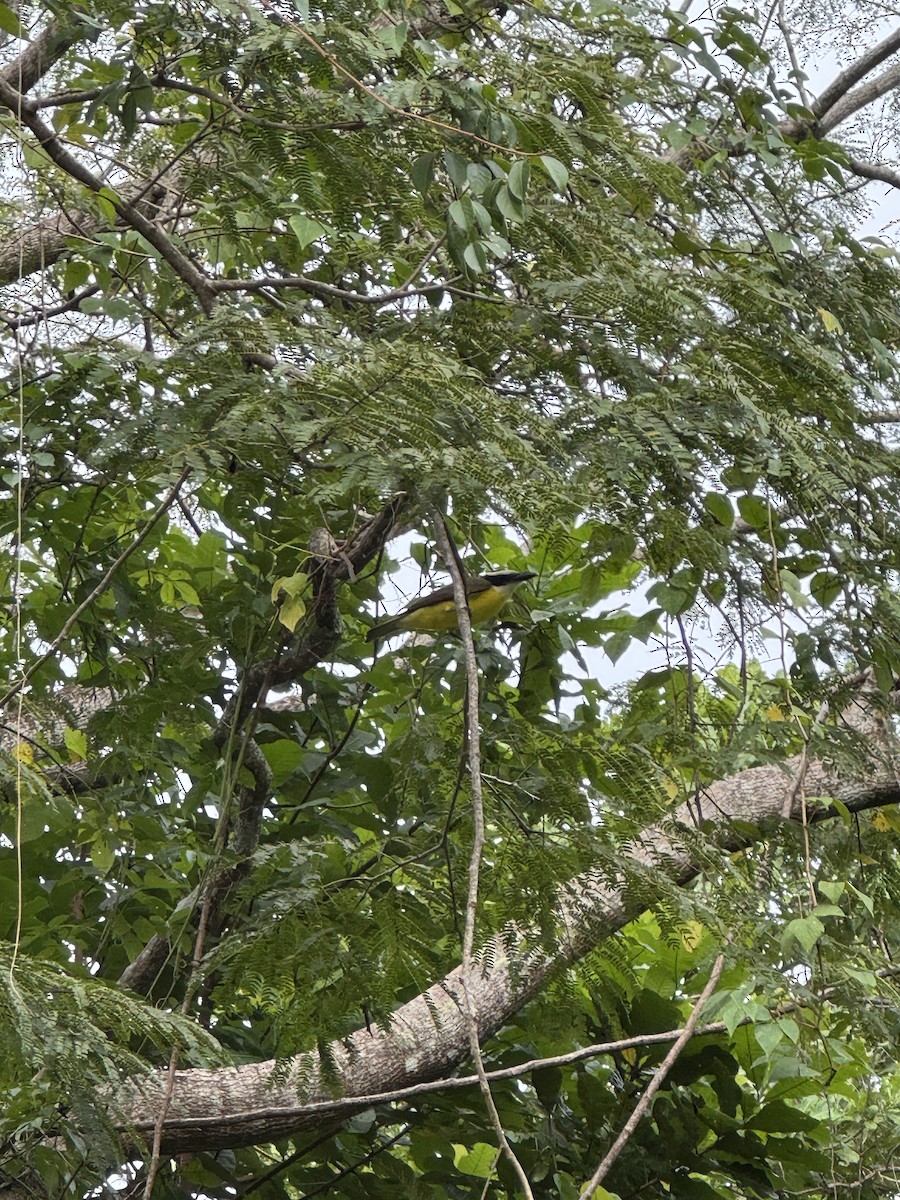 Boat-billed Flycatcher - ML645426946