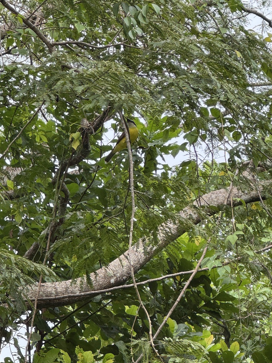 Boat-billed Flycatcher - ML645426947