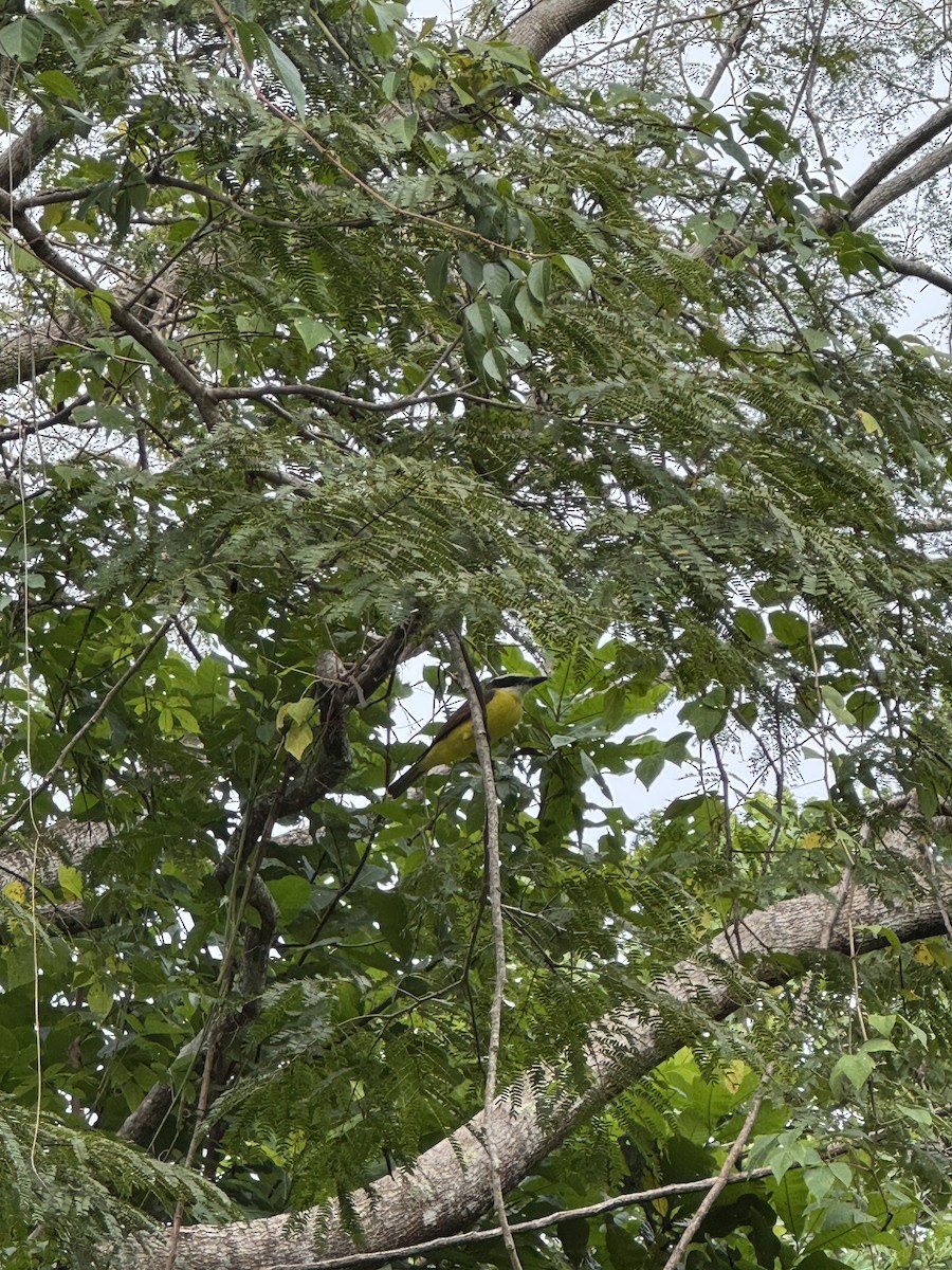 Boat-billed Flycatcher - ML645426948