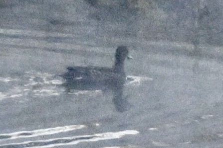 American Coot - ML645426949