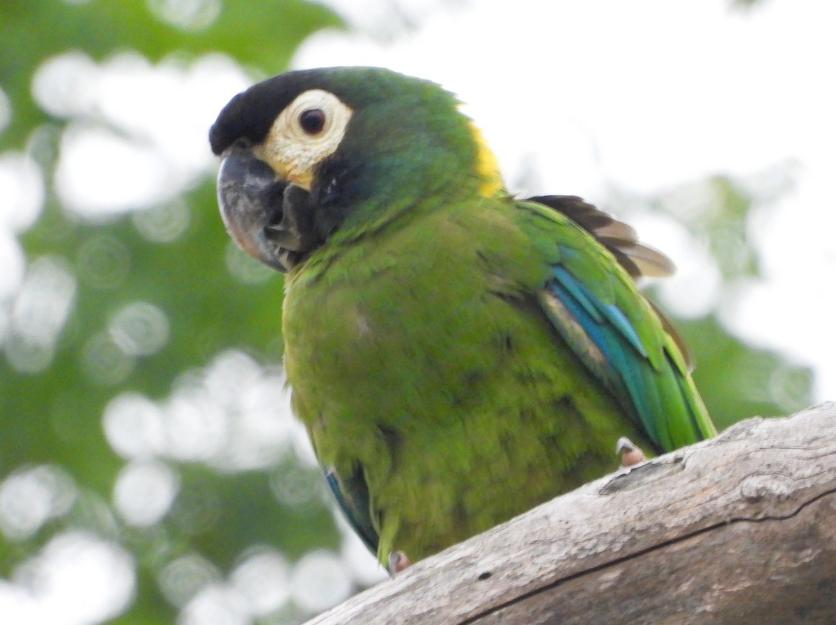 Yellow-collared Macaw - ML645426953