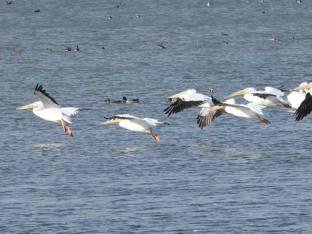 Amerika Pelikanı - ML645426954