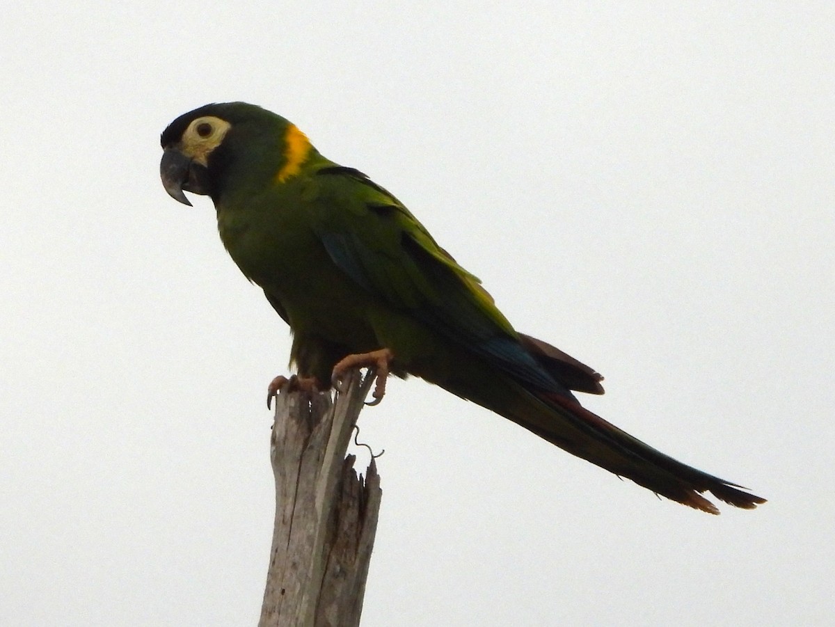 Yellow-collared Macaw - ML645426963