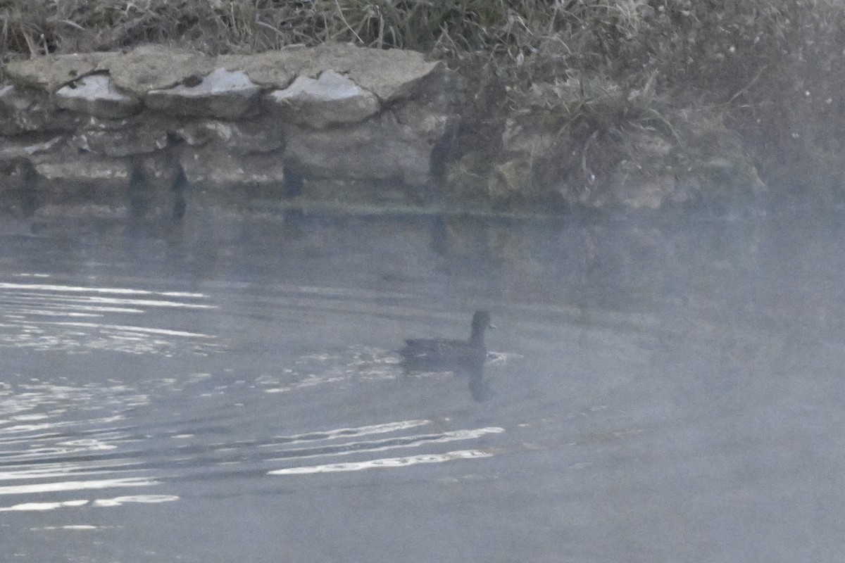 American Coot - ML645426965