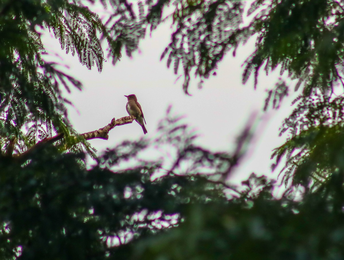 tyranovec severský - ML645426971