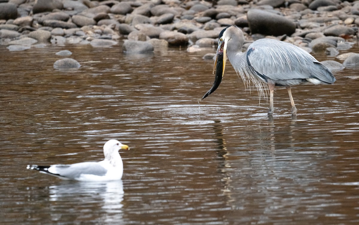 Great Blue Heron - ML645426996