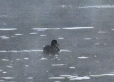 American Coot - ML645426997