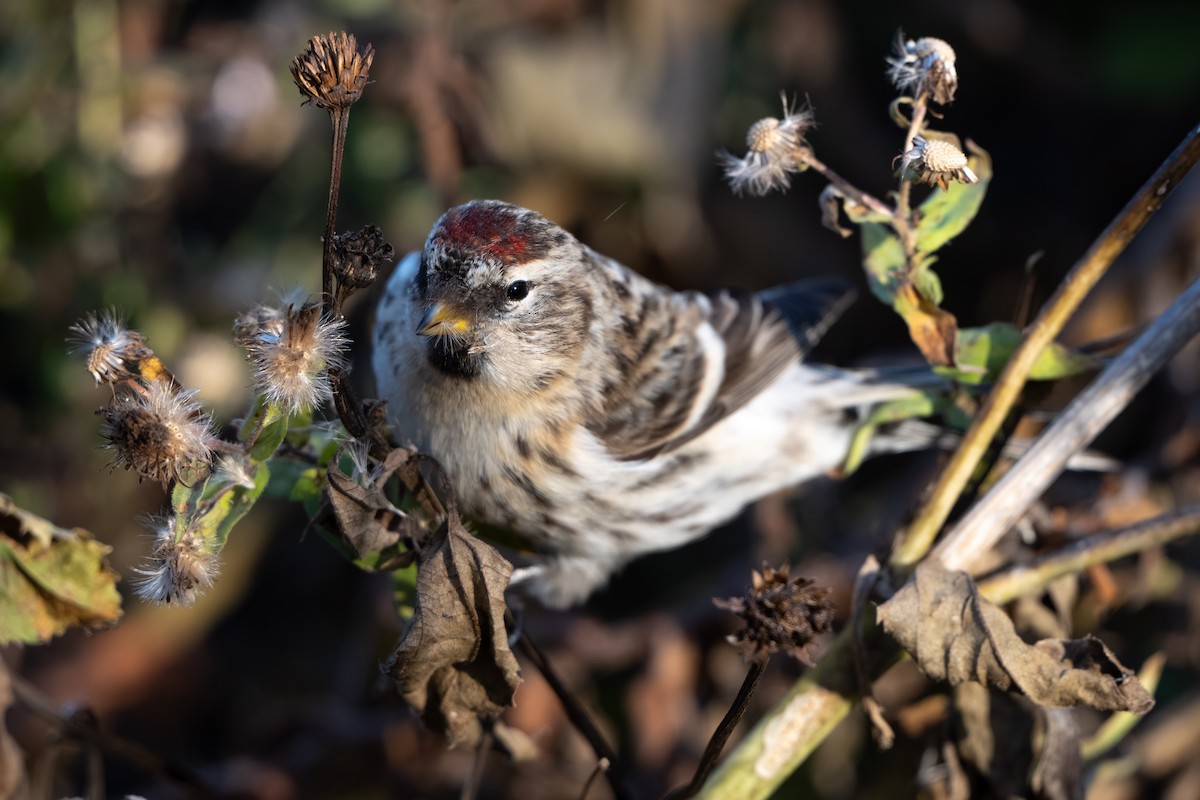 Redpoll (Common) - ML645427024