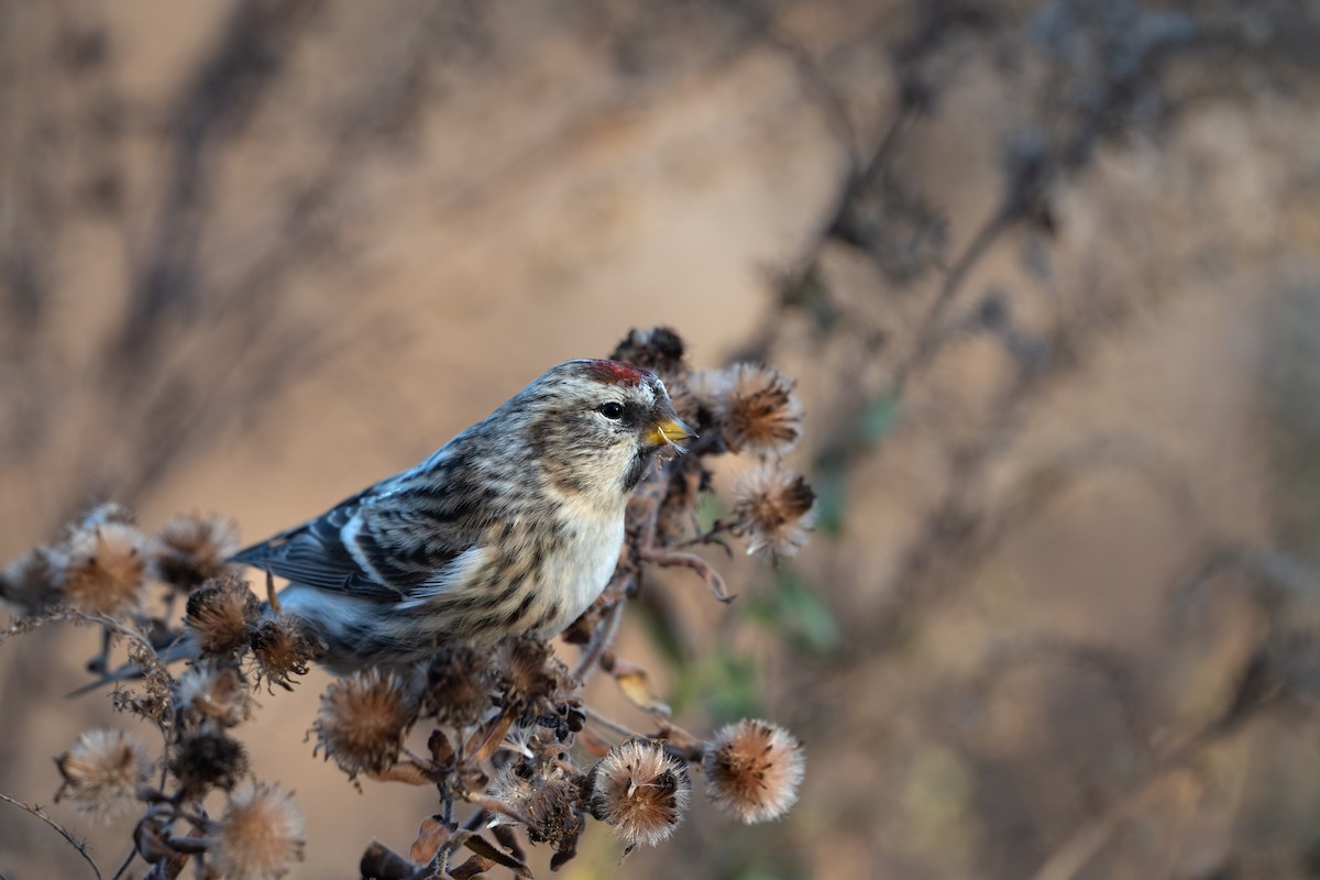 Redpoll (Common) - ML645427030