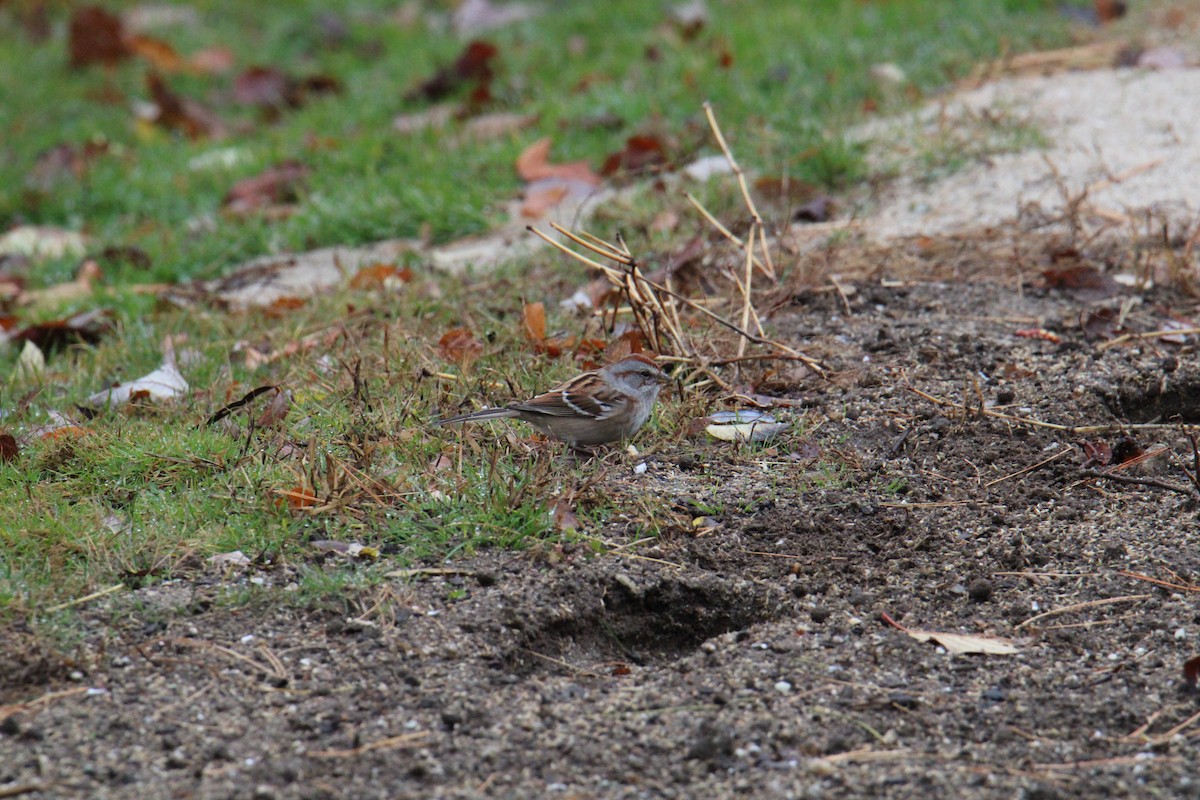 ムナフヒメドリ - ML645427033