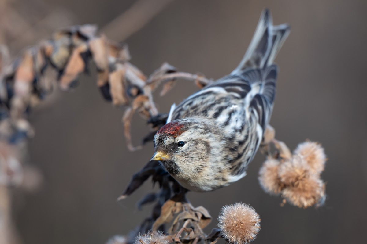 Redpoll (Common) - ML645427039