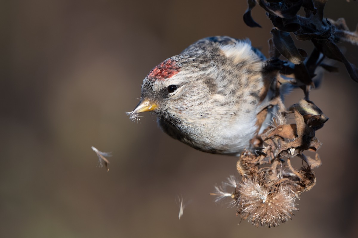Redpoll (Common) - ML645427047