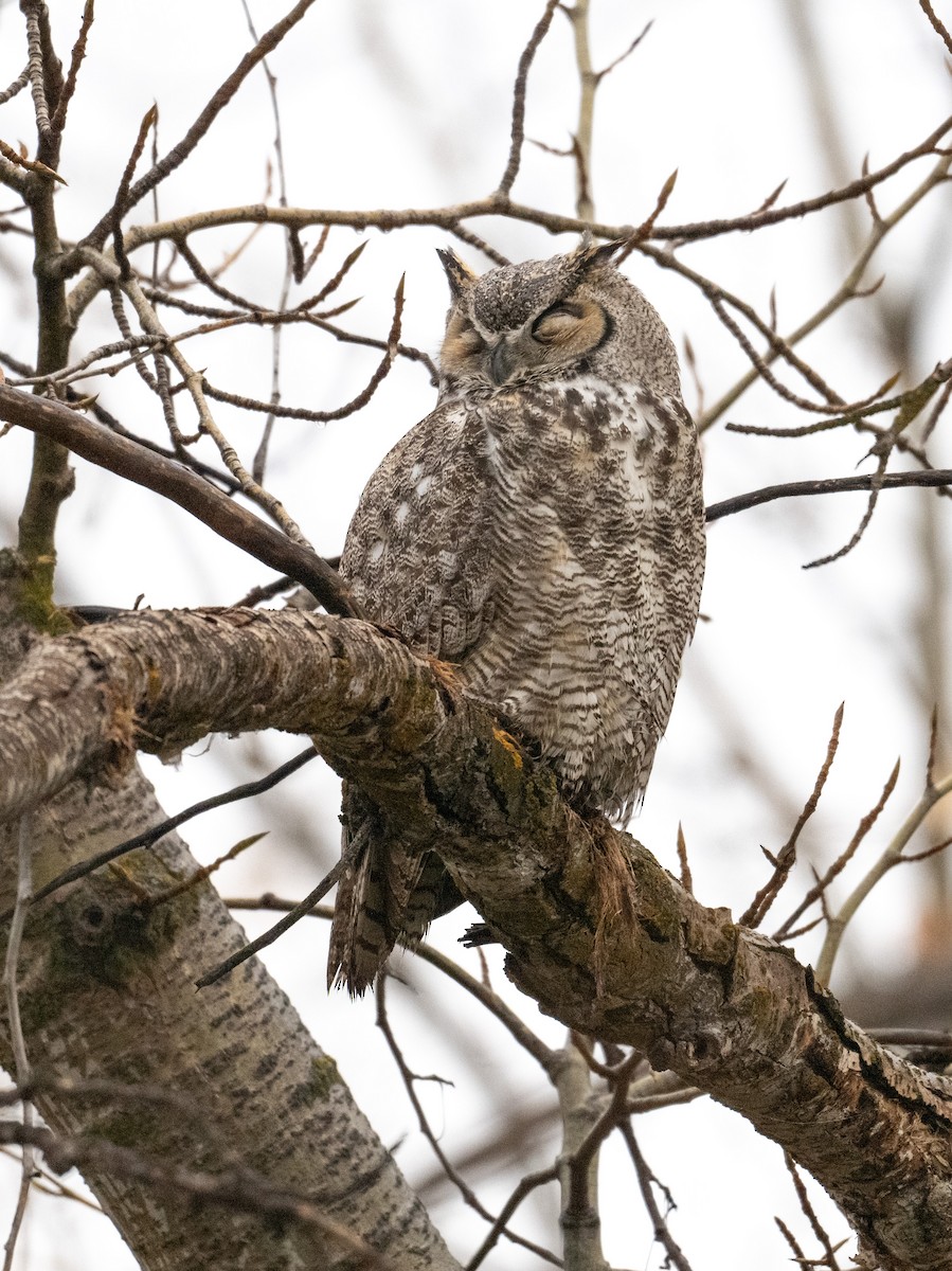 Great Horned Owl - ML645427049