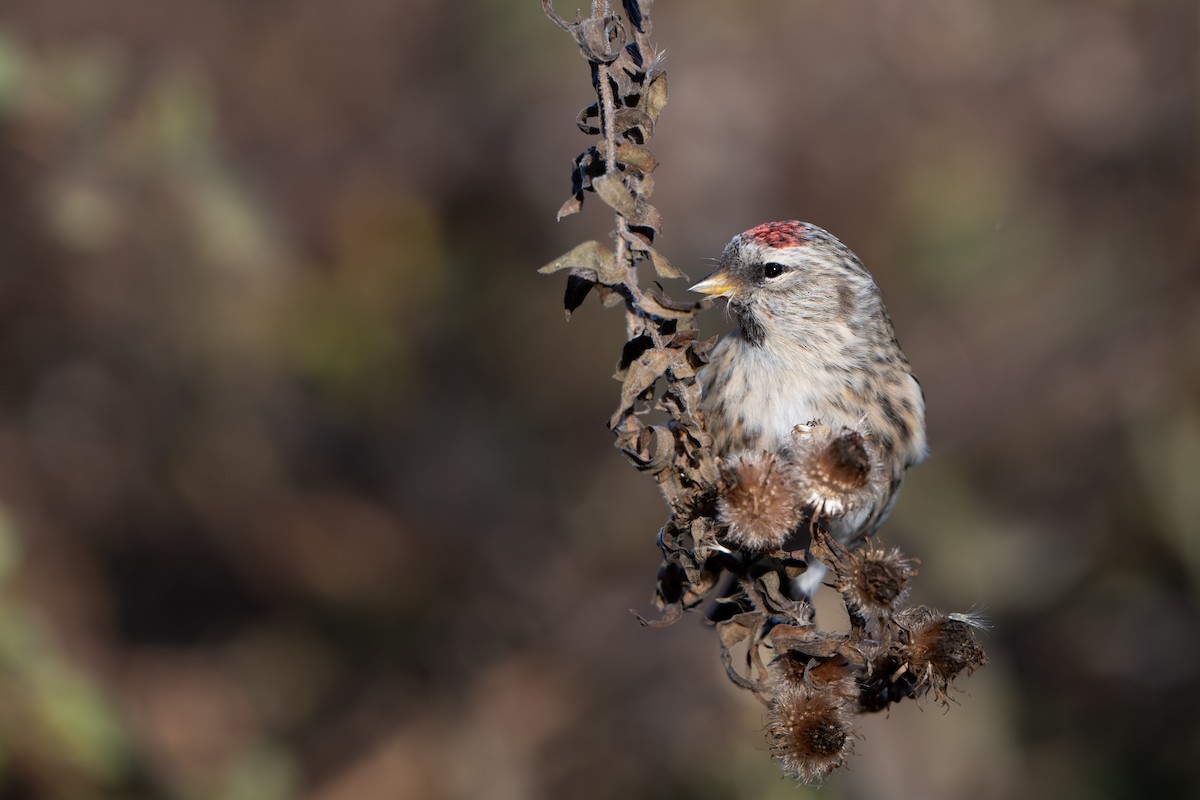 Redpoll (Common) - ML645427056