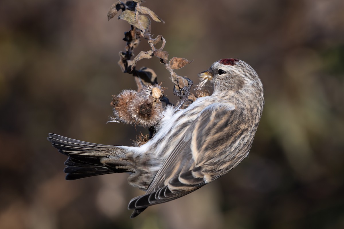 Redpoll (Common) - ML645427058