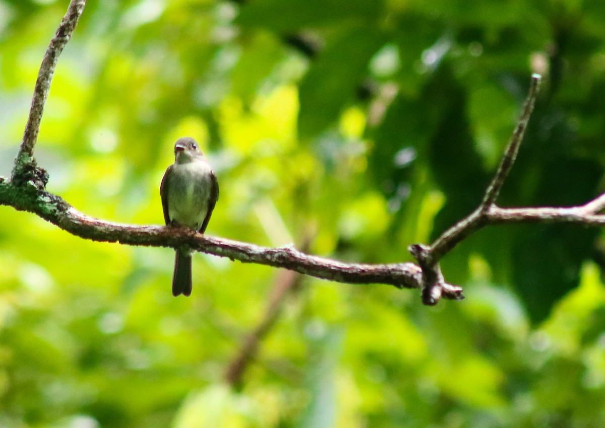 Восточный пиви - ML645427059