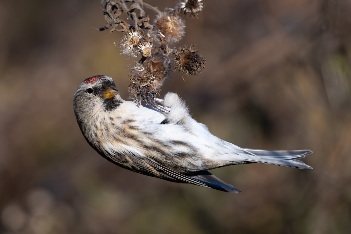 Redpoll (Common) - ML645427068