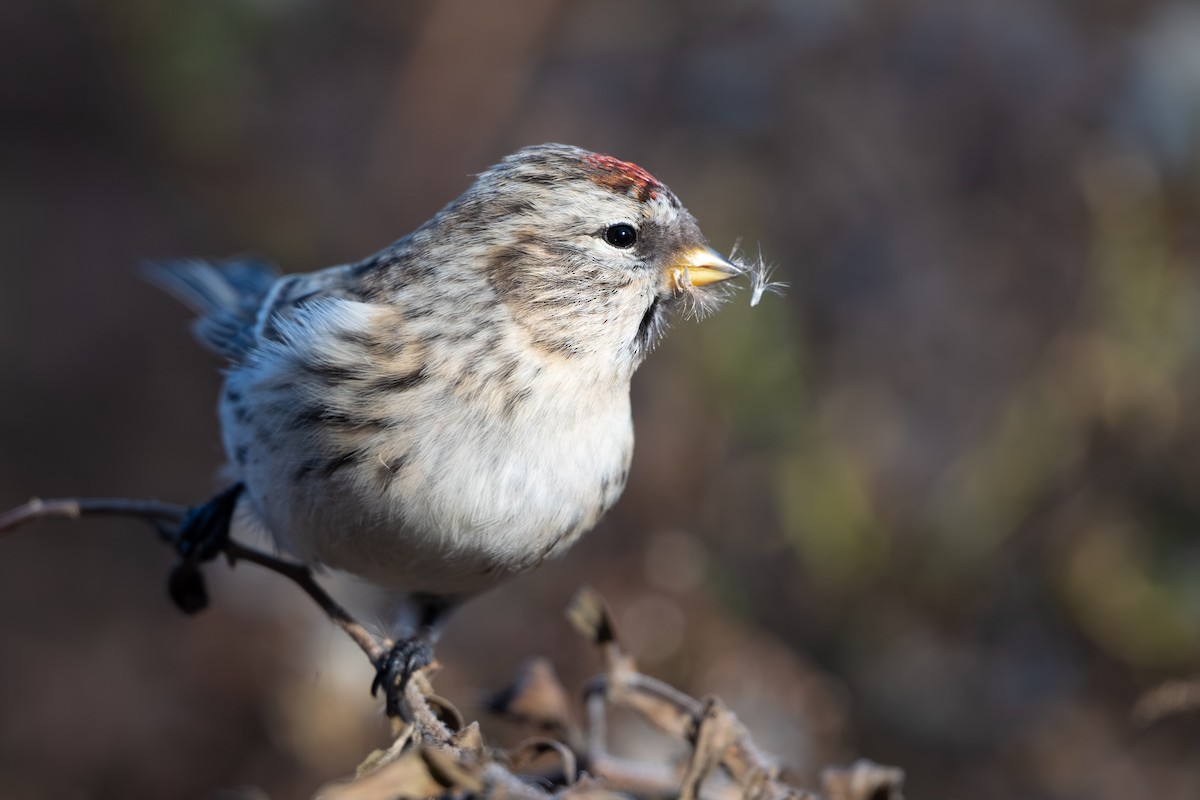 Redpoll (Common) - ML645427070