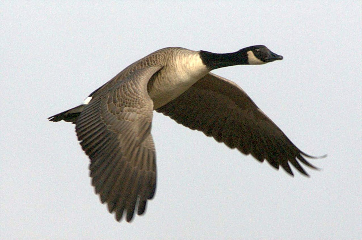 Canada Goose - ML645427073