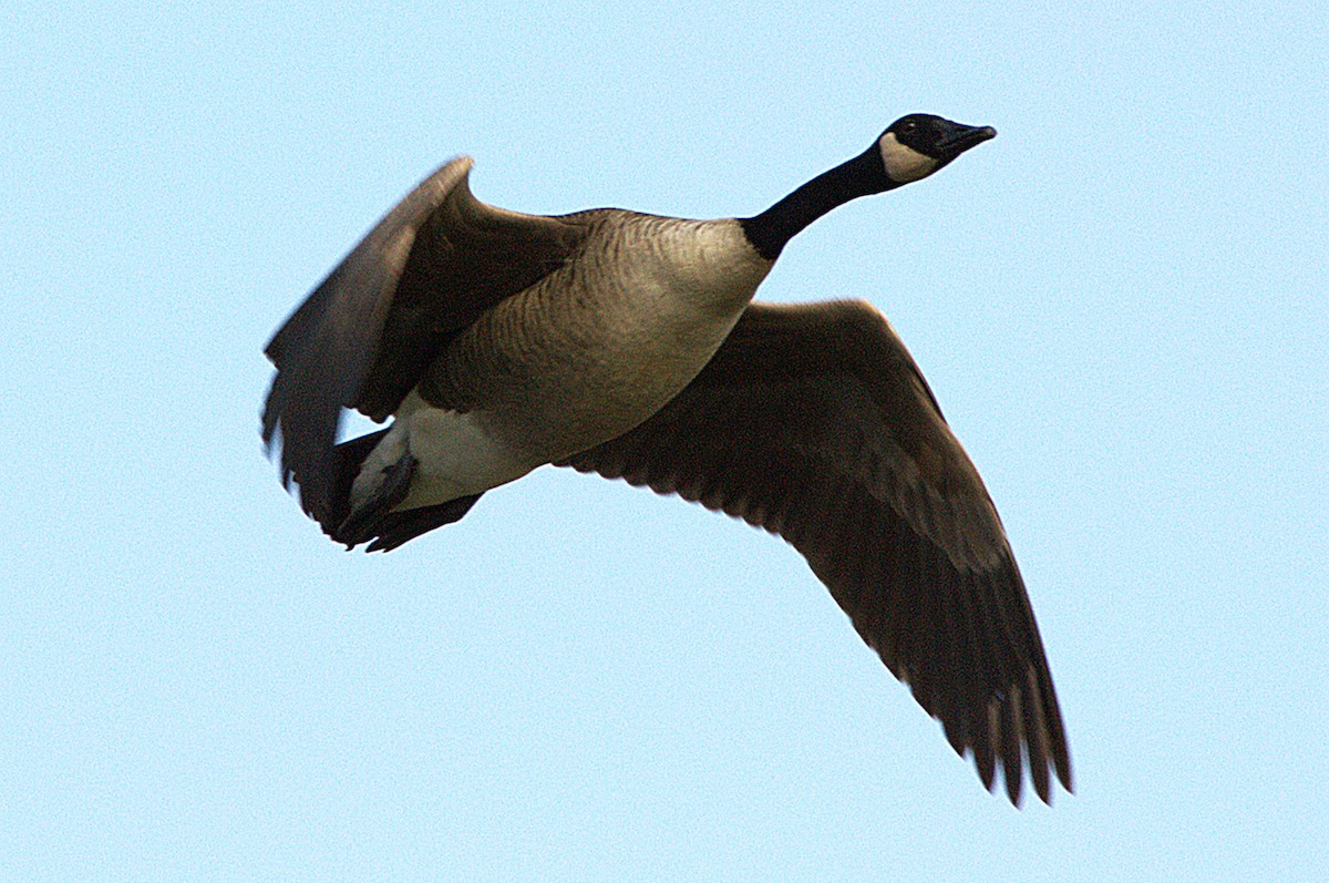 Canada Goose - ML645427074